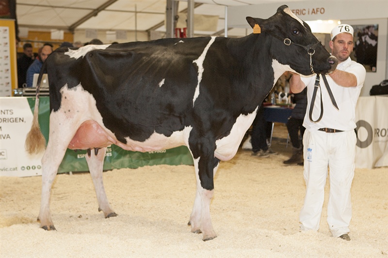 Tomas Urpa Atwood, Vaca Subcampeona